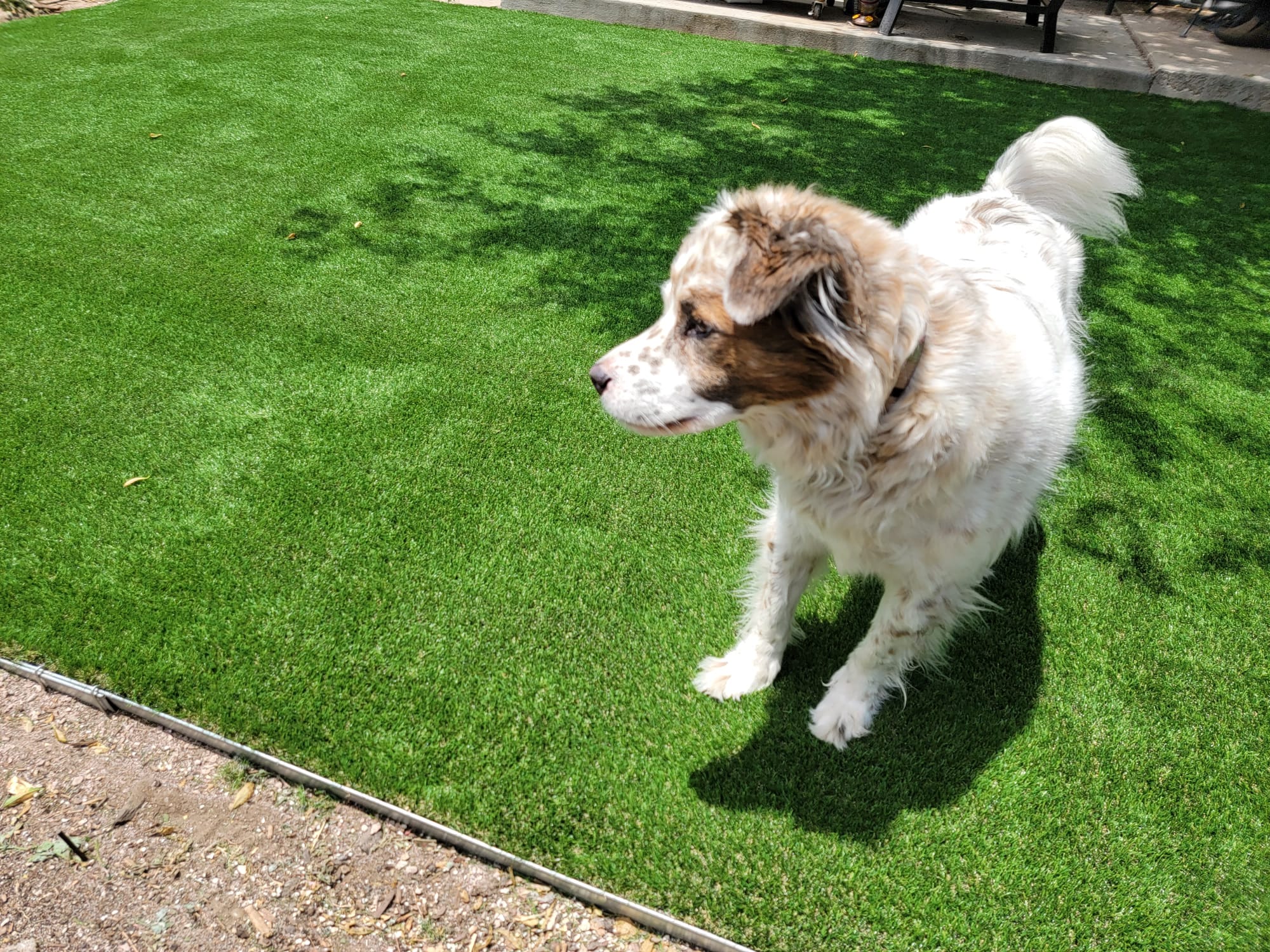 Artificial Turf Pet Area Setup